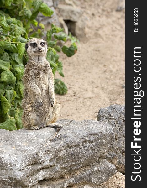 A Meerkat stands on a rock outcrop. A Meerkat stands on a rock outcrop.