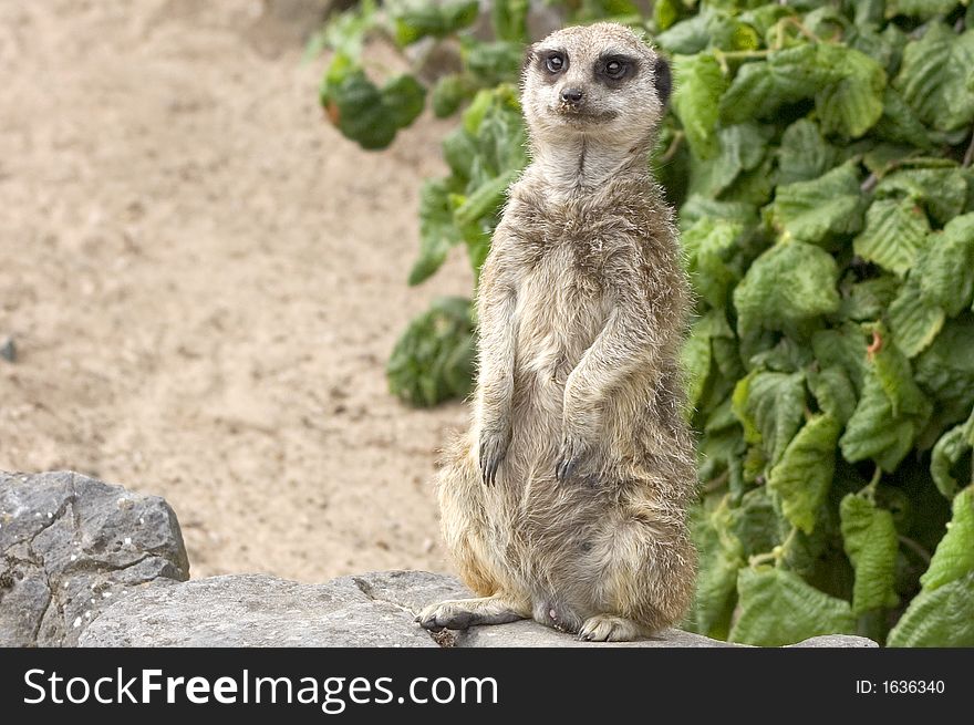 Standing Meerkat