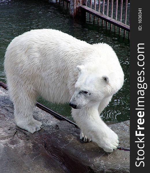 View of white bear in the zoo.