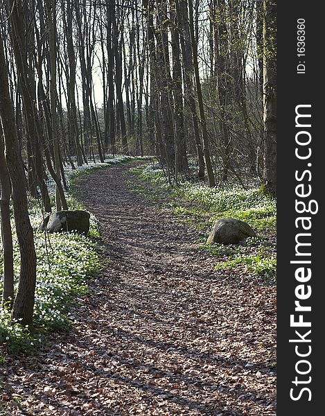 Springtime in Danish forest (April)