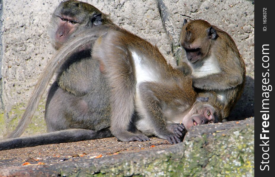 View of Macaque Family on the Rock. View of Macaque Family on the Rock