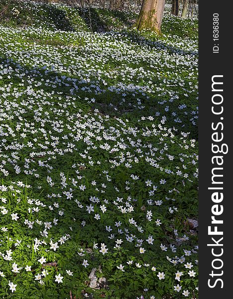 Springtime in a Danish forest