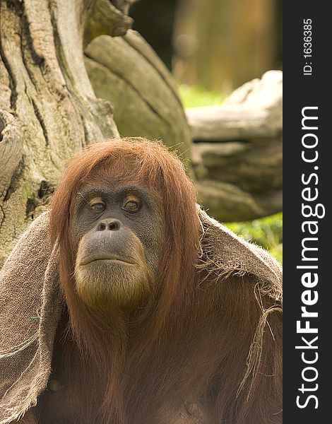 A female Orangutan, deep in thought. A female Orangutan, deep in thought.