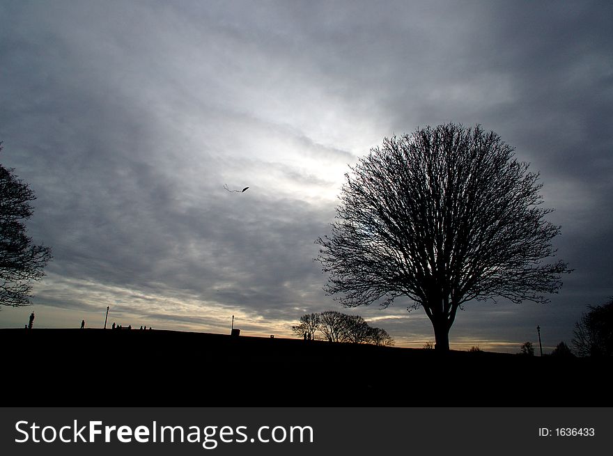 Picture of a tree on a winter day in London (Primrose Hill). Picture of a tree on a winter day in London (Primrose Hill)