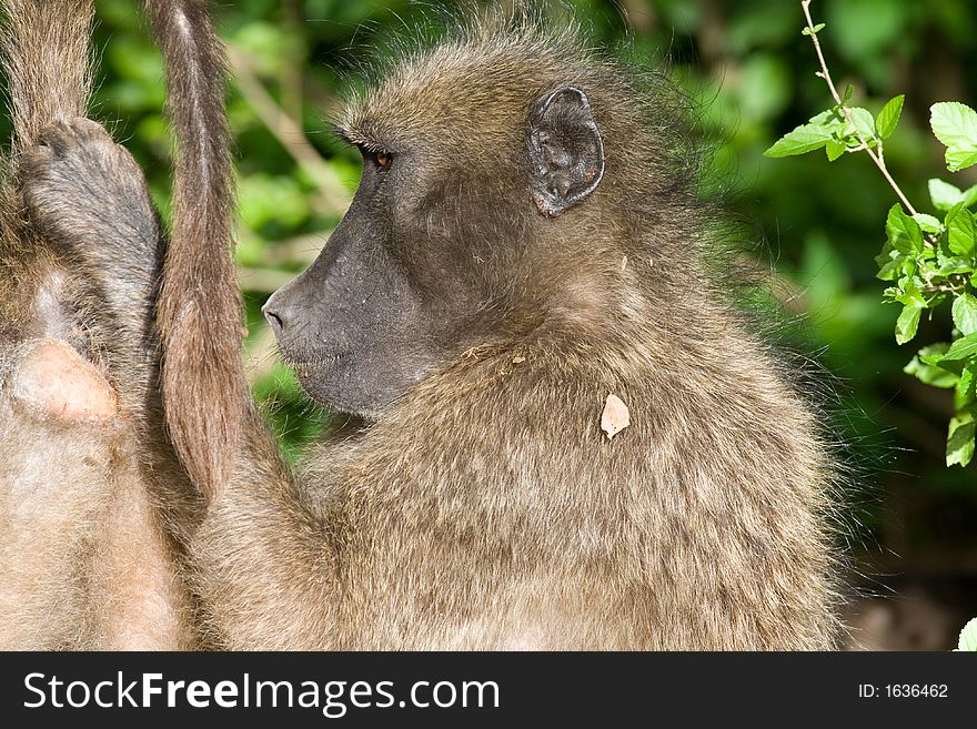 Chacma Baboons busy with their early morning grooming