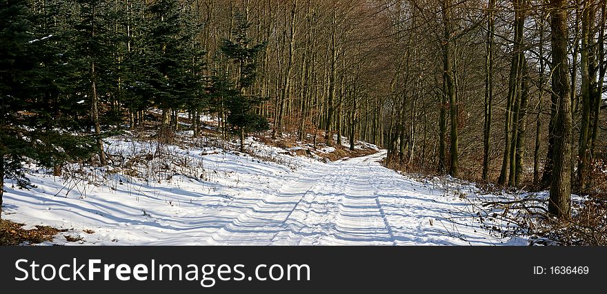 Forest in wintertime