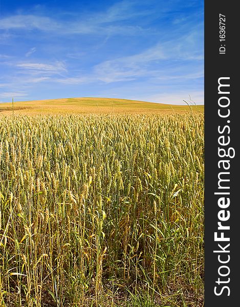 It's a photo of a corn field