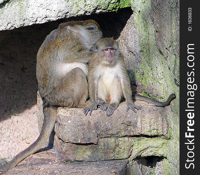 View of Macaque Family on the Rock. View of Macaque Family on the Rock