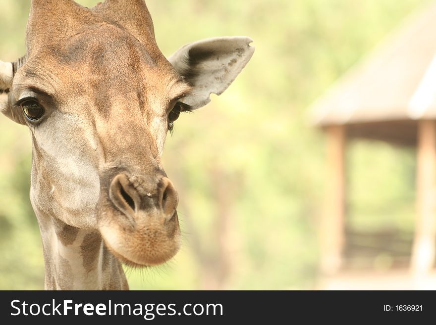 A giraffe looks at the camera