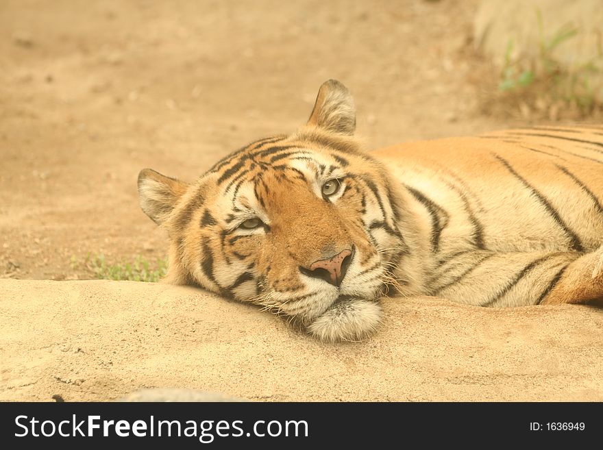 A tiger lazily watches sleepily. A tiger lazily watches sleepily