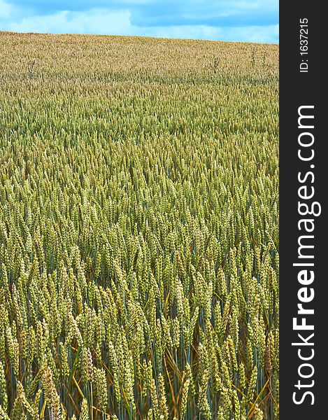 It's a photo of corn fields in Denmark