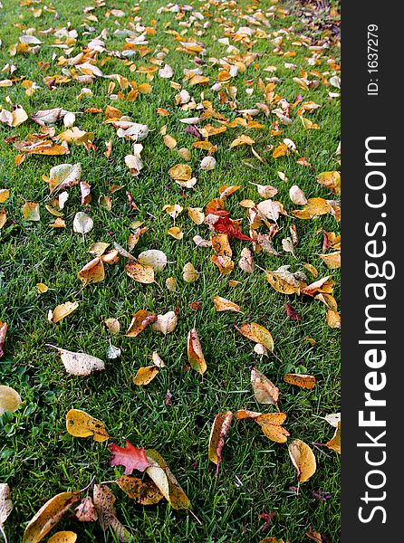 Photo of leafs in autumn in the park