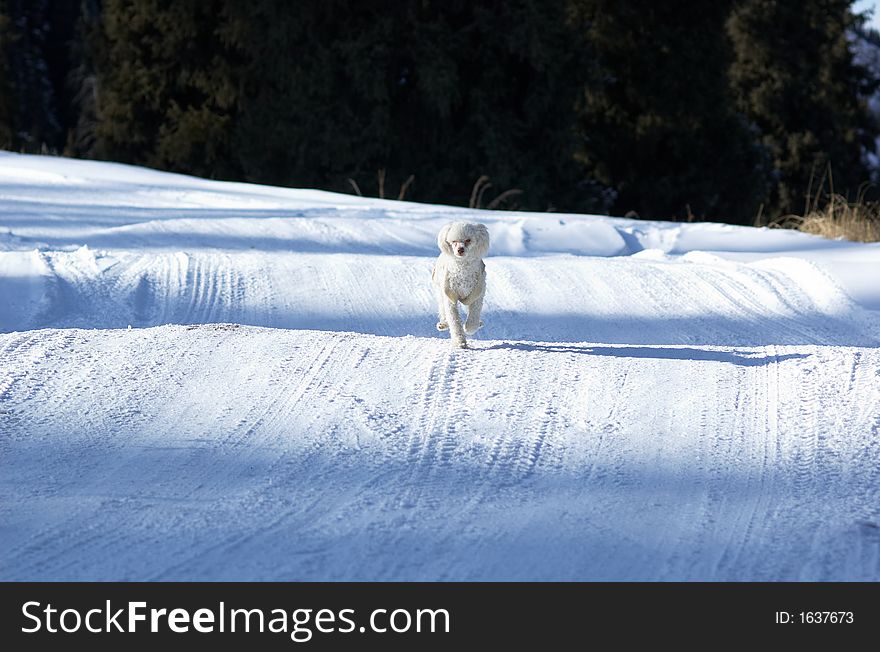 Small white poodle on winter road