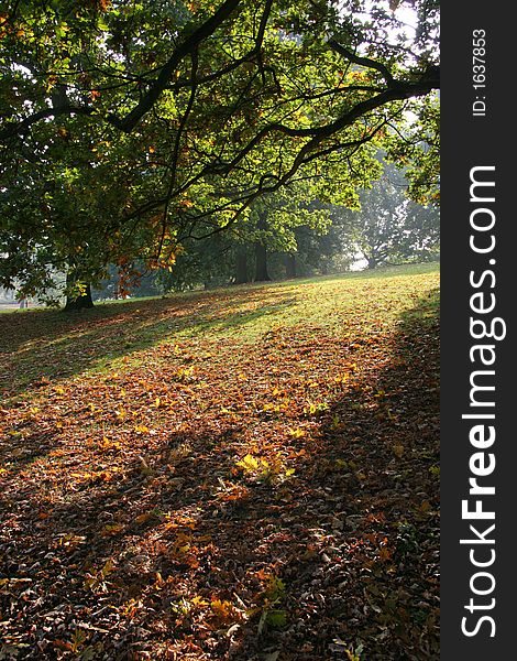 It is a photo of autumn in the park. It is a photo of autumn in the park