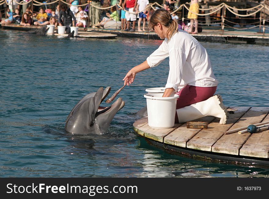Dolphins are getting their food. Dolphins are getting their food.