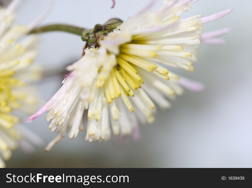 Hardy Visuvio Chrysanthemum is covered with ice. Beautiful flowers bloom until frost and are very hardy.