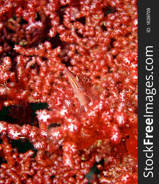 Longnose Hawkfish