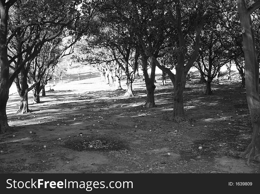 Within the forest of orange groves looking out.