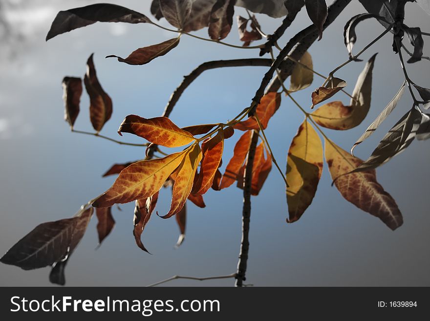 Conceptual background with fading colors of autumn on beautiful branch against blue sky. Conceptual background with fading colors of autumn on beautiful branch against blue sky.