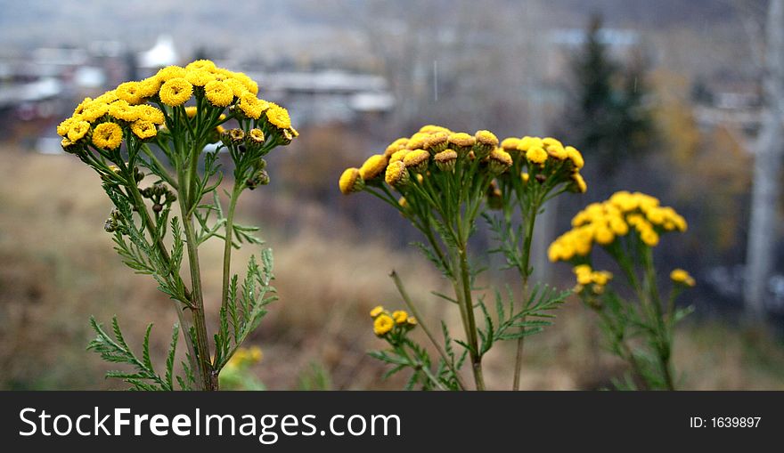 Tanacetum vulgare, also called batchelor's buttons .Perennial that grows wild over much of the United States. Tanacetum vulgare, also called batchelor's buttons .Perennial that grows wild over much of the United States.