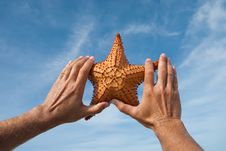 Sea Star Royalty Free Stock Image Sea Star Royalty Free Stock Image