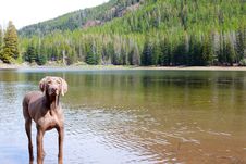 Dog And Water Stock Photography