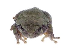 Eastern Gray Treefrog, Hyla Versicolor, Isolated Stock Photos Eastern Gray Treefrog, Hyla Versicolor, Isolated Stock Photos