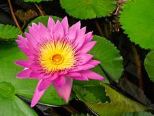 Water Lily Flower Royalty Free Stock Images Water Lily Flower Royalty Free Stock Images