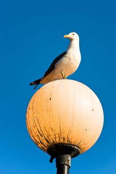 Seagull Royalty Free Stock Photos