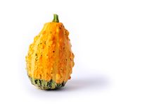 Free Coarse Gourd Stock Photography - 16305512