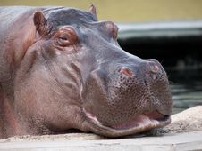 Hippopotamus Amphibius Royalty Free Stock Images Hippopotamus Amphibius Royalty Free Stock Images