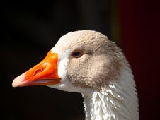Head Of Duck Royalty Free Stock Photography Head Of Duck Royalty Free Stock Photography
