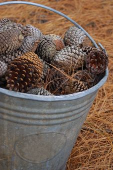 Pine Cones Stock Photos Pine Cones Stock Photos