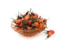 Pharmaceutical Rose. Stock Photography Pharmaceutical Rose. Stock Photography