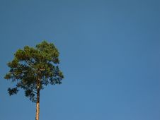 Lone Pine Tree Crown In The Blue Sky Stock Images