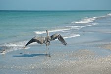 Great Blue Heron And Shorebirds On A Florida Beach Royalty Free Stock Image