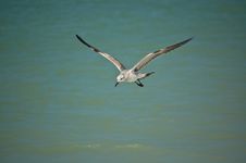 Juvenile Laughing Gull In Flight Stock Photography
