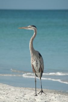 Great Blue Heron On A Florida Beach Royalty Free Stock Photos