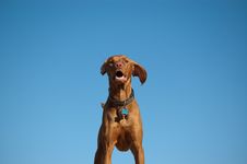 Hungarian Vizsla Dog Portrait With Blue Sky Royalty Free Stock Images