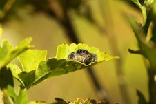 Bold Jumping Spider Royalty Free Stock Photos