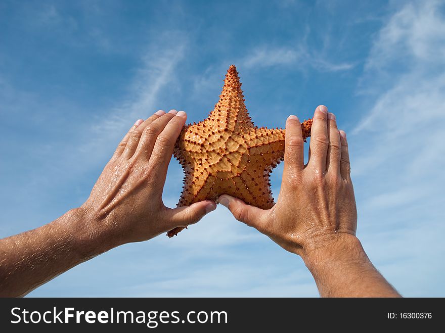 Close up picture of a sea star