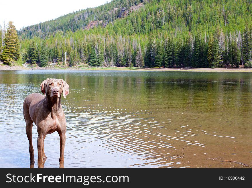 A weimaraner enjoys the water in Eastern Oregon along a river and lake. A weimaraner enjoys the water in Eastern Oregon along a river and lake.