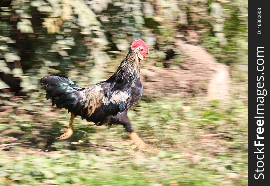 The cock with a red comb quickly runs on a grass is greased speed