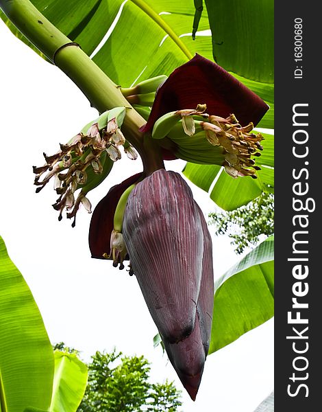 The young banana tree while blossoming the new bananas and grows quickly in tropical climate zone. The young banana tree while blossoming the new bananas and grows quickly in tropical climate zone