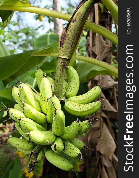 The green bananas still hang on their tree and they stay green for a few days before go yellow and ready to eat.