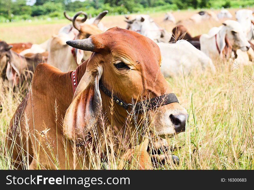 The young brown cow lay down on the field after chewing some grases.