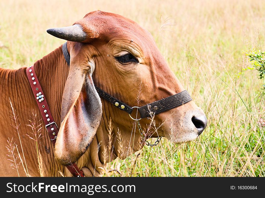 The young brown cow lay down on the field after chewing some grases.