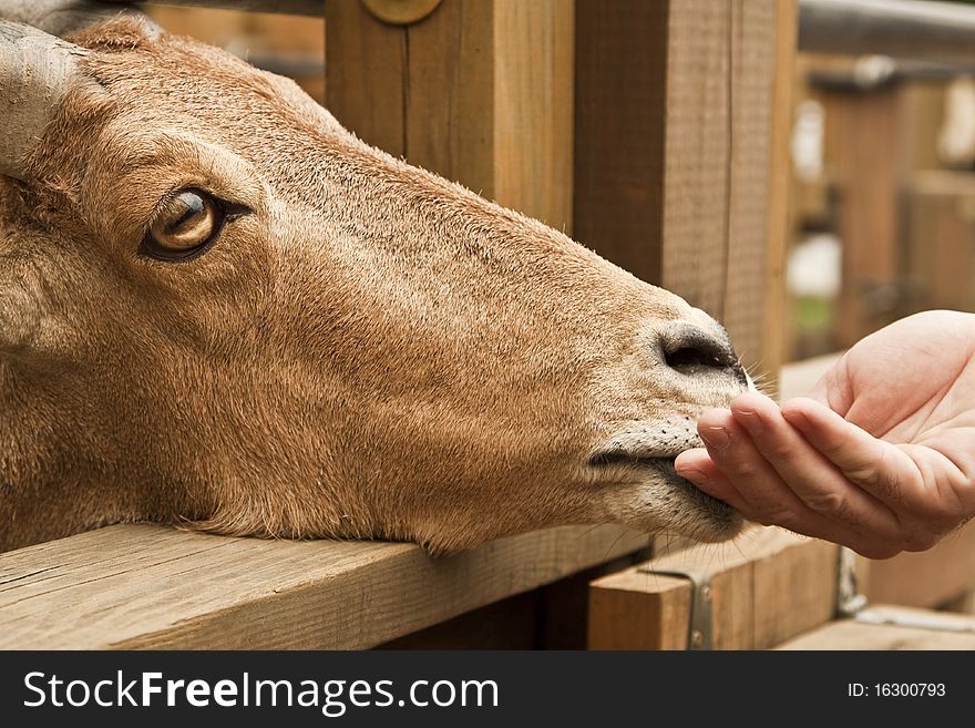 Tan Goat eating out of a mans hand at a petting zoo. Tan Goat eating out of a mans hand at a petting zoo