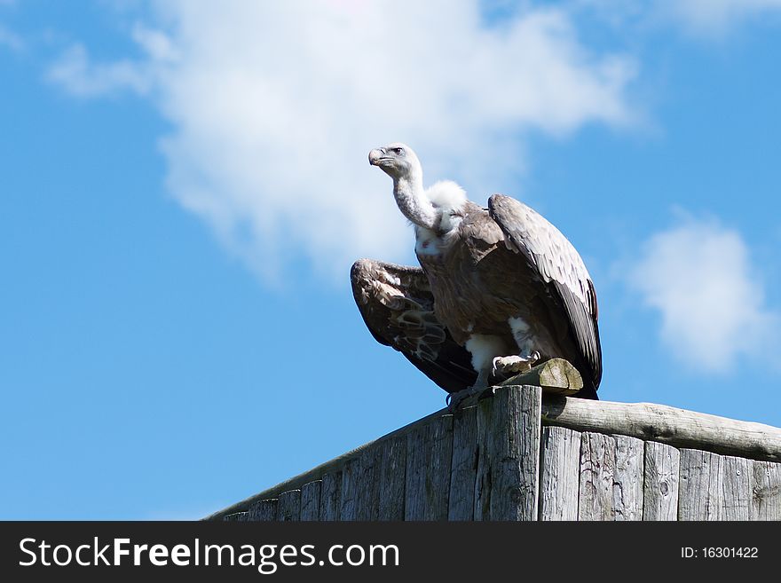 Single adult griffon grazing on wooden wall in blue sky background