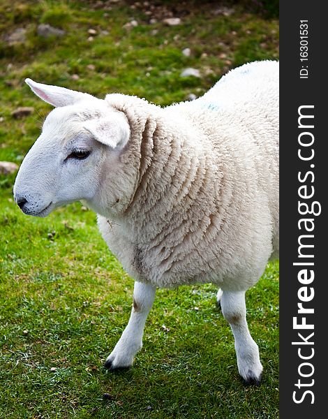 Lovely sheep portrait on grass field, Scotland. Lovely sheep portrait on grass field, Scotland